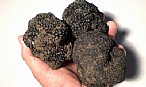 immagine La tradizionale Sagra del Tartufo a Montefiorino