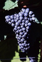 immagine Lambrusco Salamino di Santa Croce