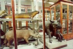 immagine Museo di Zoologia e Anatomia Comparata