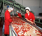 immagine Ciliegia di Vignola