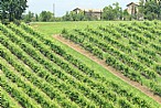 immagine Lambrusco Grasparossa di Castelvetro