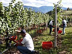 immagine Lambrusco Grasparossa di Castelvetro