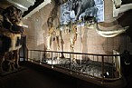 immagine Museo dell'Elefante
