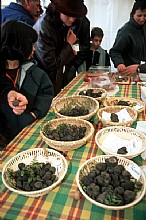 immagine Mostra mercato del Tartufo Modenese