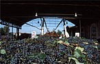 immagine Lambrusco di Modena