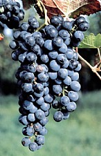 immagine Lambrusco di Modena