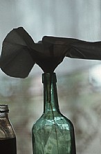 immagine Nocino
