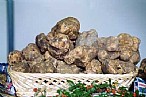 immagine Tartufo Valli Dolo e Dragone