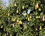 immagine Pera dellEmilia Romagna IGP