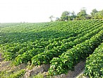 immagine Patata di Montese