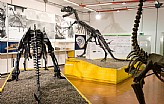 Musei Universitari - Museo di Paleontologia e Sala dei Dinosauri 