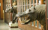 Musei Universitari - Museo di Zoologia e Anatomia Comparata 