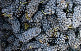 Lambrusco Salamino di Santa Croce