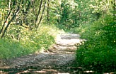 Via Bibulca