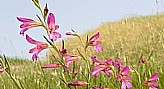 La Flora del Modenese